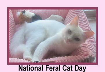 feral cat with National Feral Cat Day title