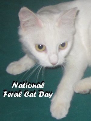 cat with National Feral Cat Day title 2